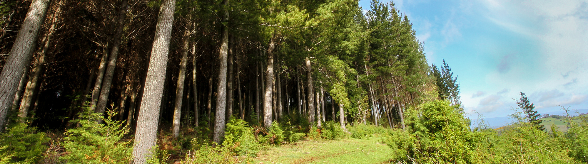 Foham multiplex agent